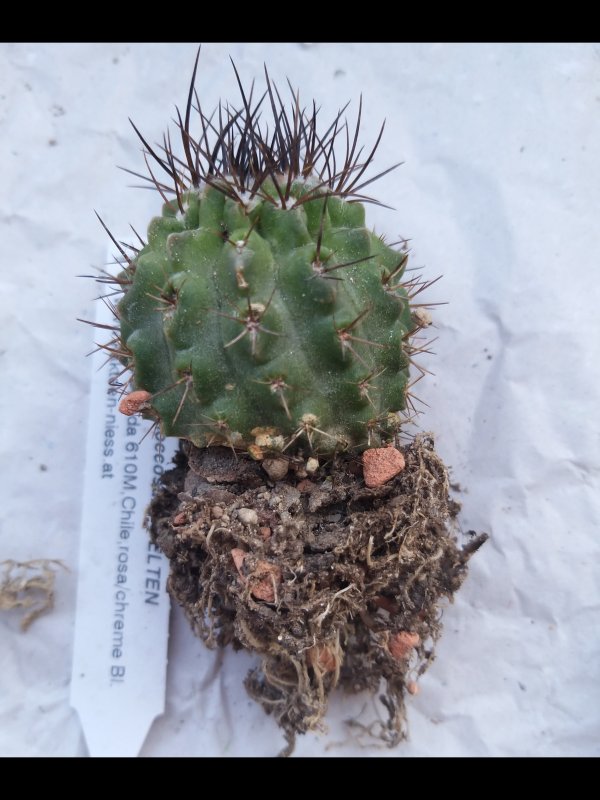 Pyrrhocactus floccosus 