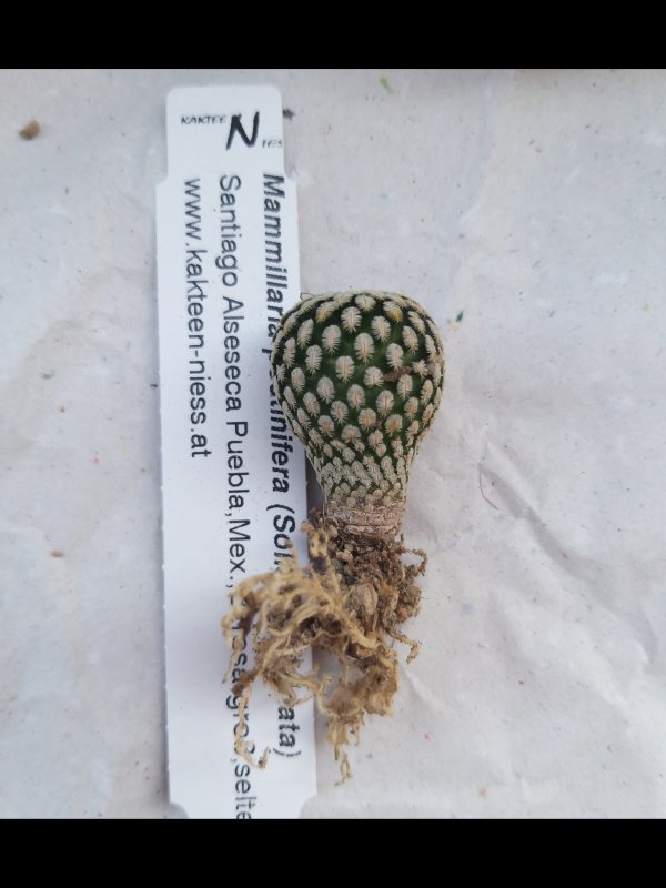 Mammillaria pectinifera 