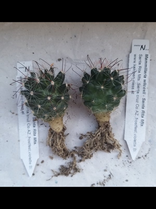 Mammillaria wilcoxii 