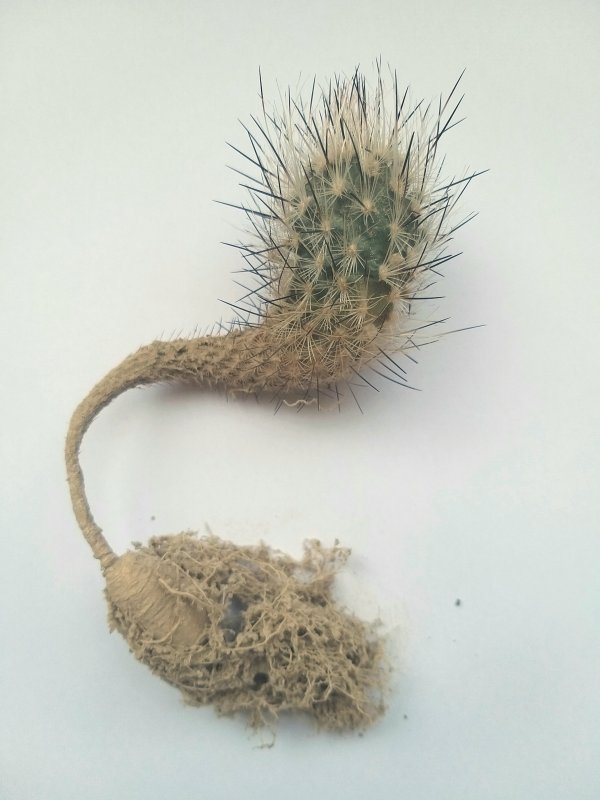 Turbinicarpus subterraneus 