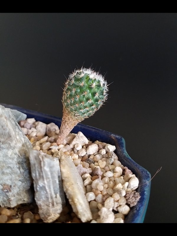 Turbinicarpus booleanus 