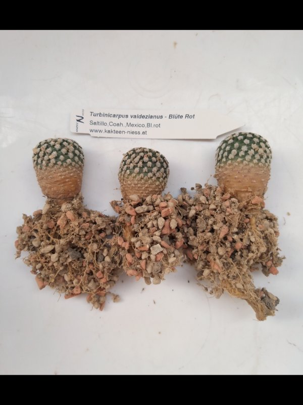 Turbinicarpus valdezianus 