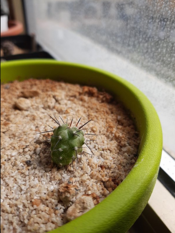 Copiapoa dealbata 