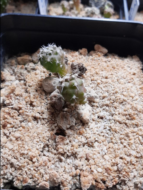 Copiapoa cinerea v. albispina 