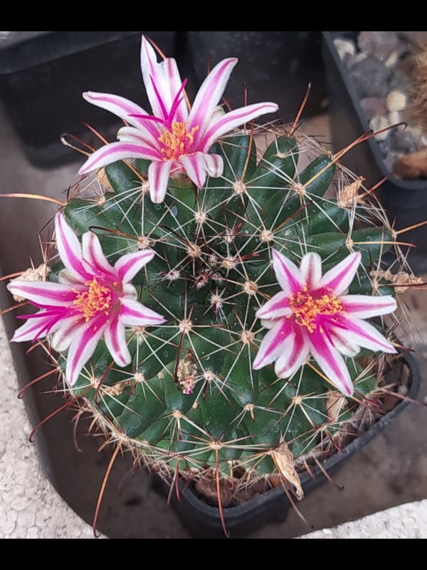 Mammillaria mainae 