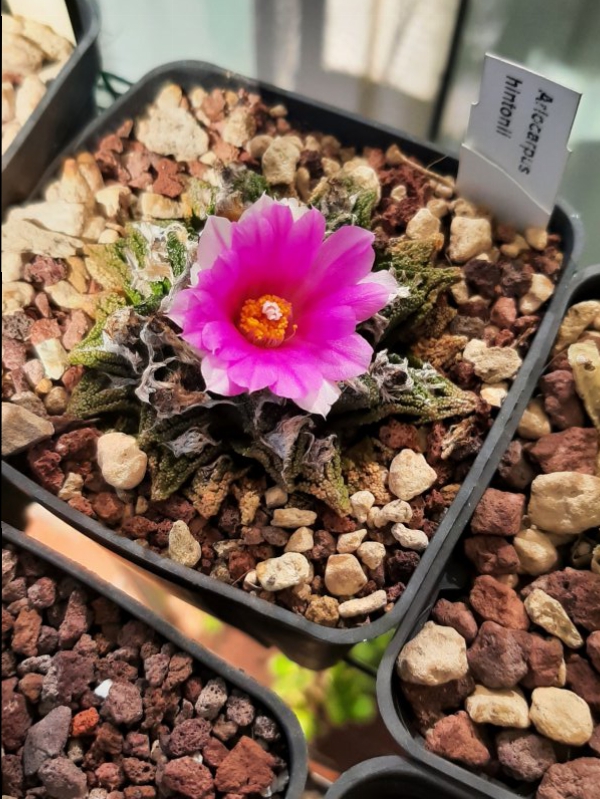 ariocarpus fissuratus ssp. hintonii