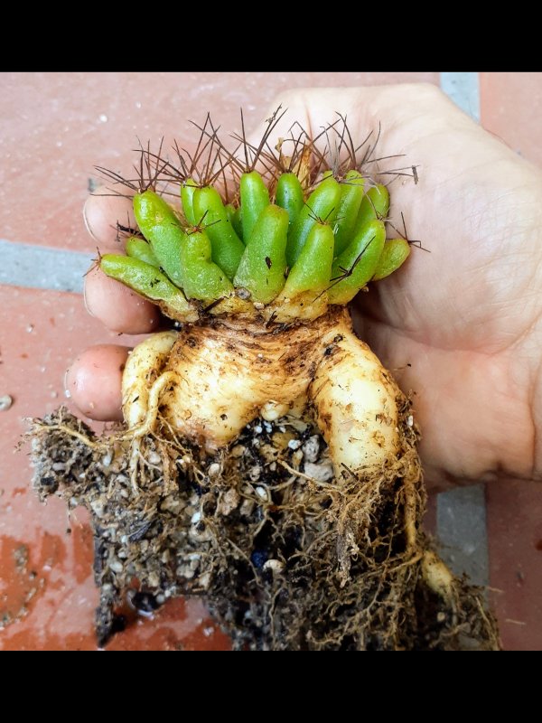 Mammillaria longimamma 