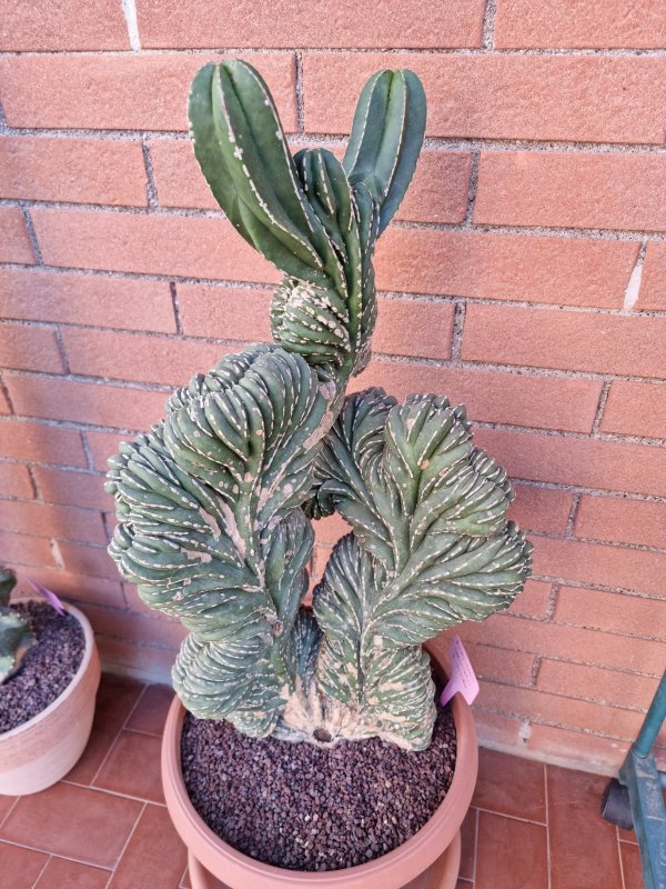 Lemaireocereus marginatus f. cristata  