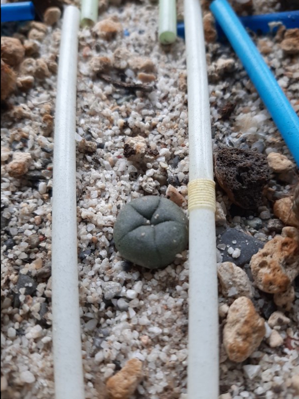 lophophora williamsii v. texana