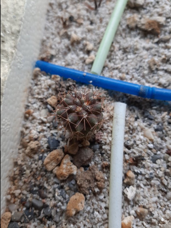 Copiapoa cinerascens v. grandiflora 