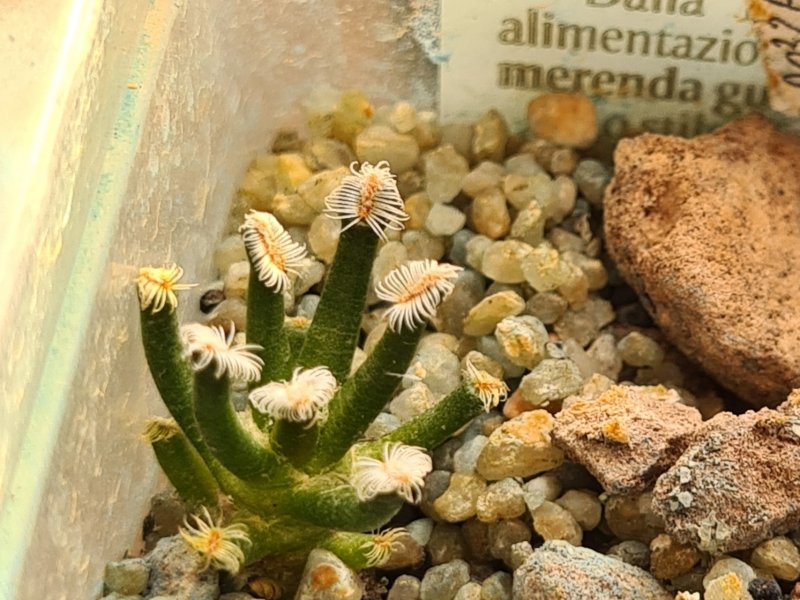 Mammillaria bertholdii 