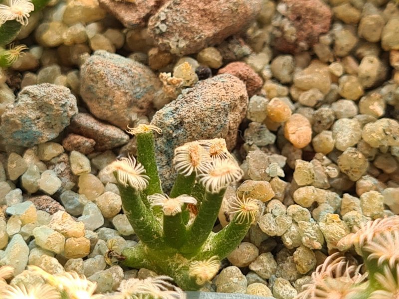 Mammillaria bertholdii 