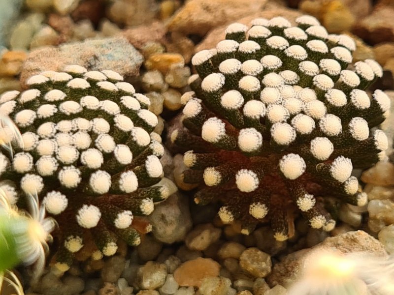 Mammillaria luethyi 