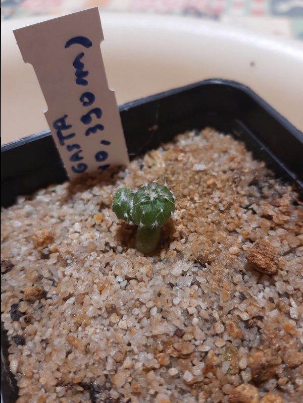 Copiapoa cinerea Jn2049