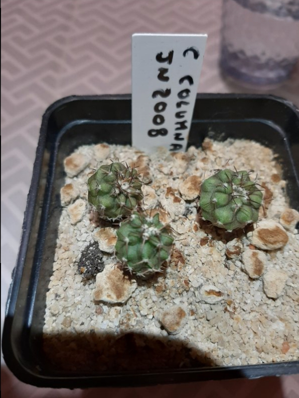 copiapoa columna-alba