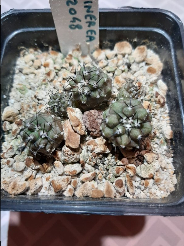 Copiapoa cinerea Jn2048