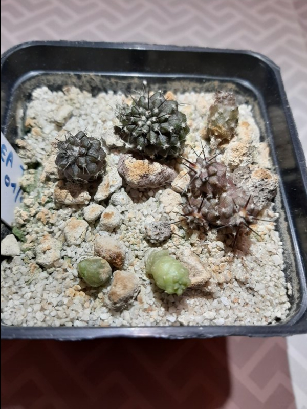 copiapoa cinerea