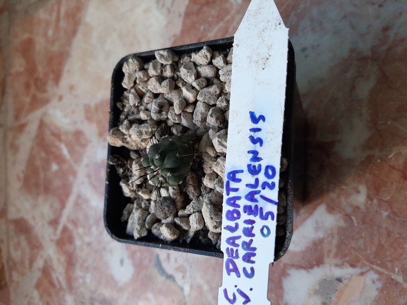 copiapoa dealbata v. carrizalensis