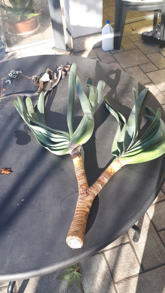 Aloe plicatilis 