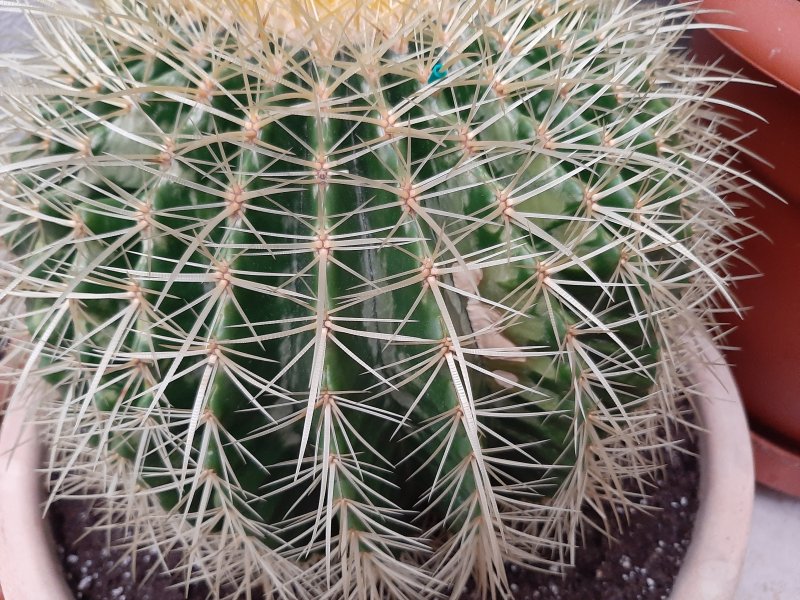 Echinocactus grusonii 