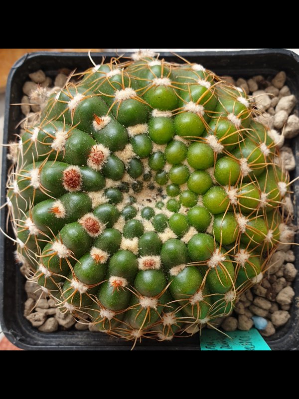 Notocactus uebelmannianus variegata 