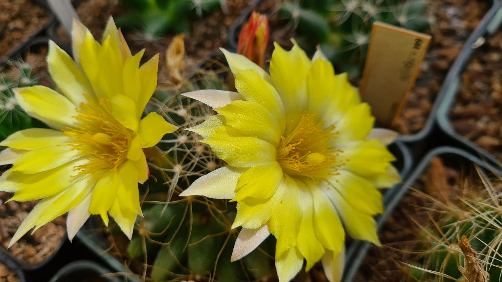 Mammillaria paulii 