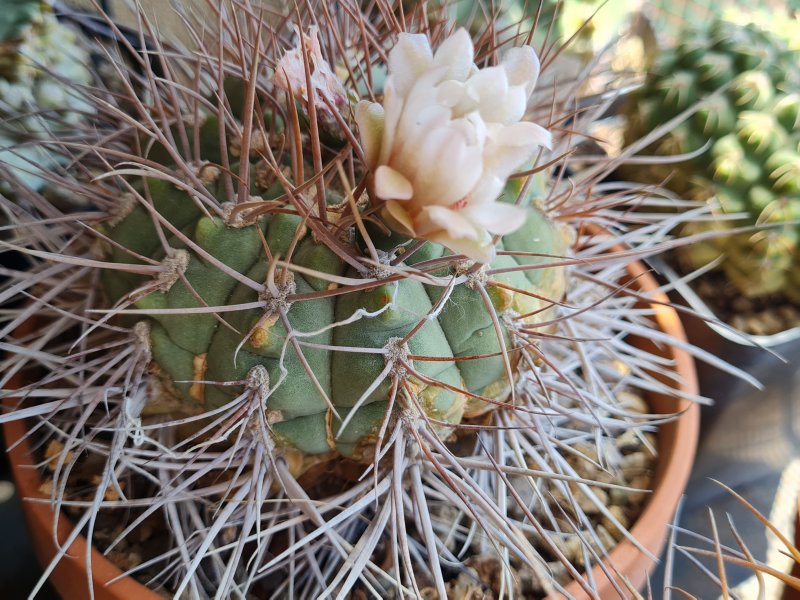 Gymnocalycium mazanense v. polycephalum 