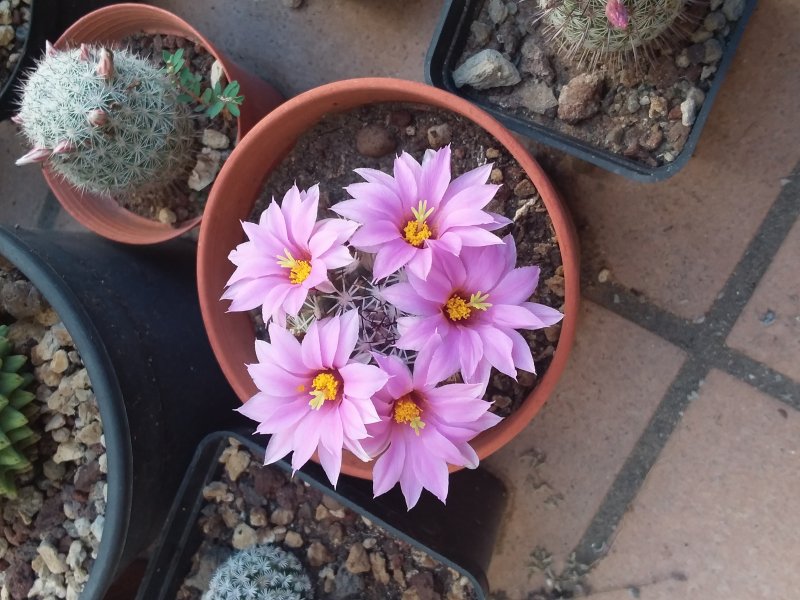 Mammillaria schumannii 