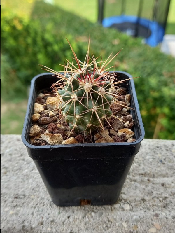 Ferocactus potsii x fordii f1  