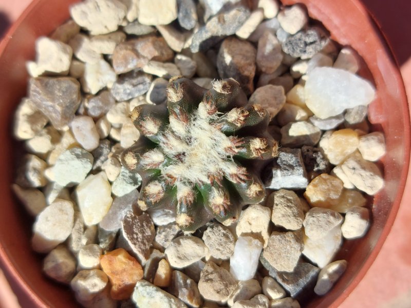 Discocactus horstii 