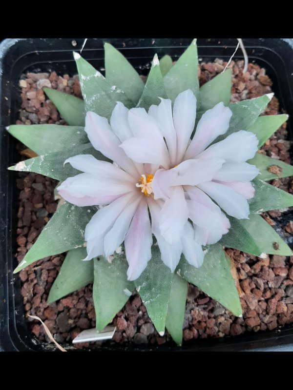 ariocarpus retusus