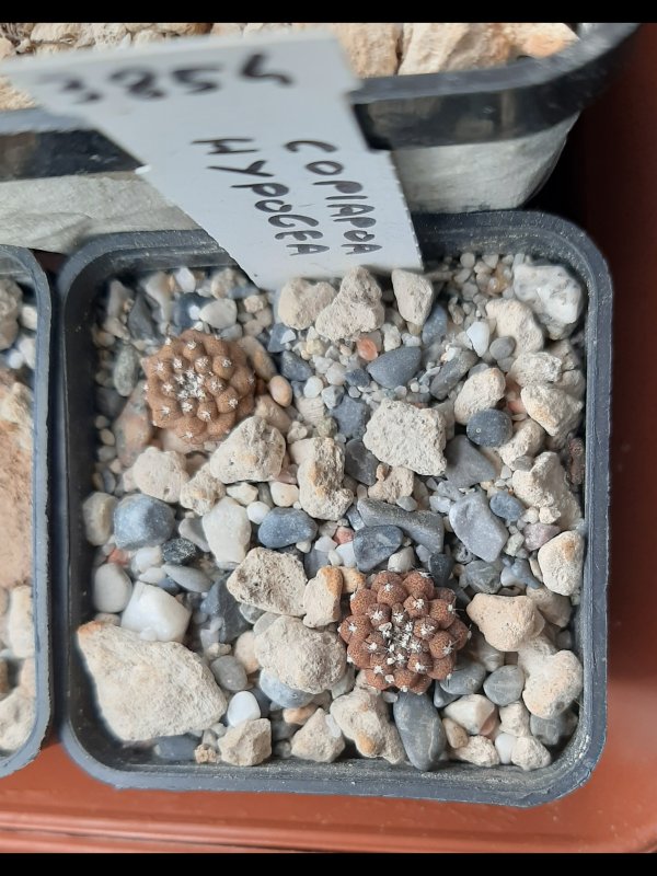 Copiapoa hypogea 