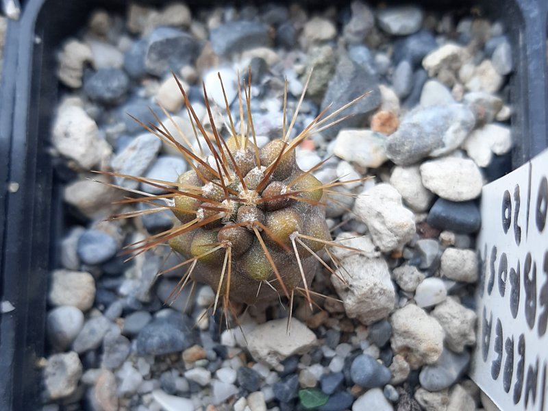 Copiapoa Cinerea v tenebrosa 