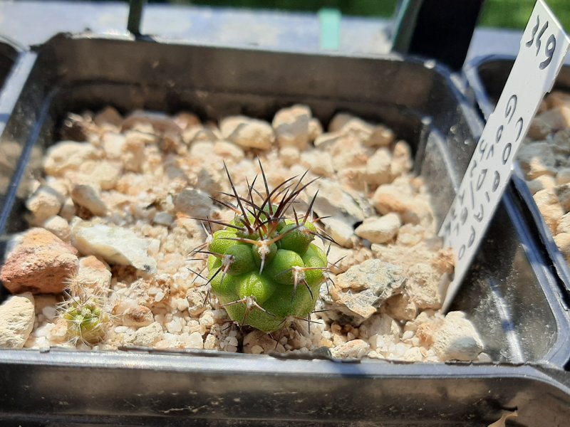 copiapoa schulziana