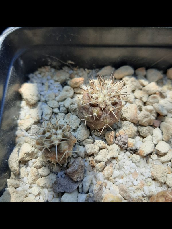 copiapoa cinerea v. albispina