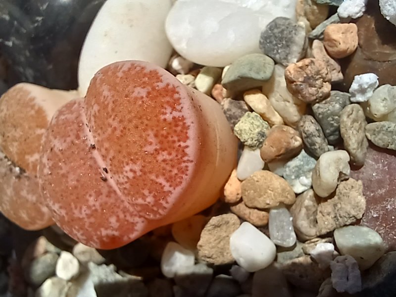 Lithops  