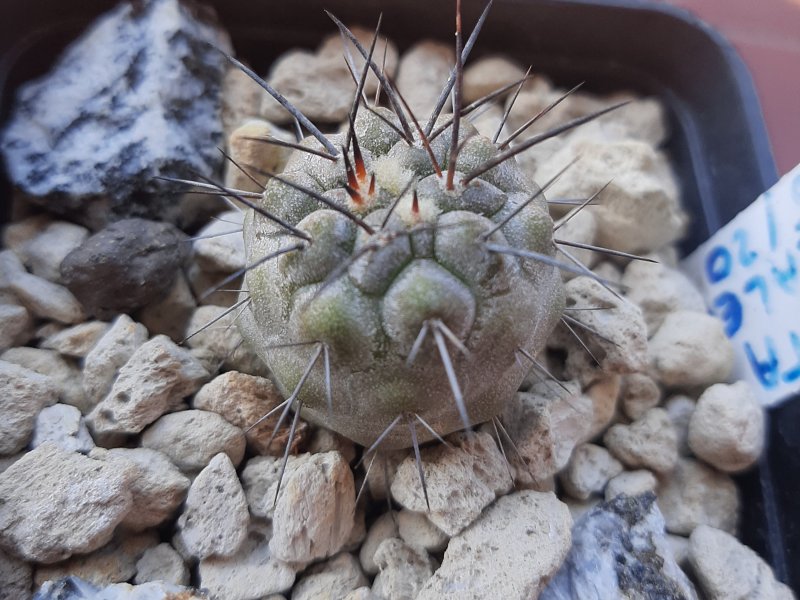 Copiapoa dealbata 