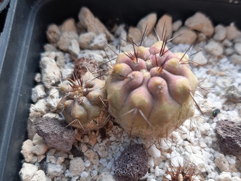 Copiapoa tenebrosa 