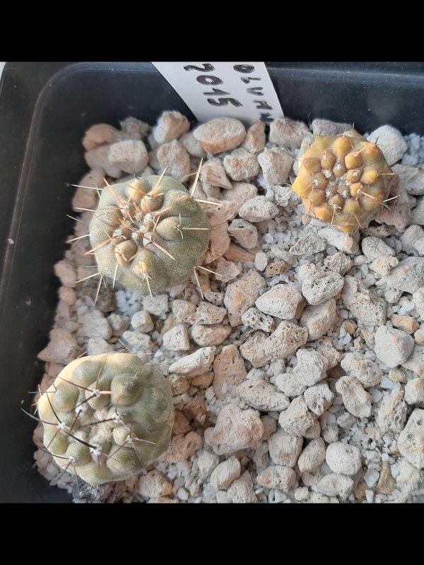 Copiapoa columna-alba 