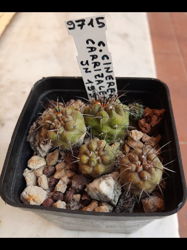 Copiapoa carrizalensis 