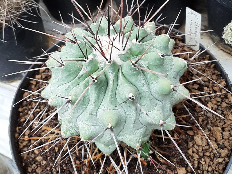 Thelocactus rinconensis SB 301