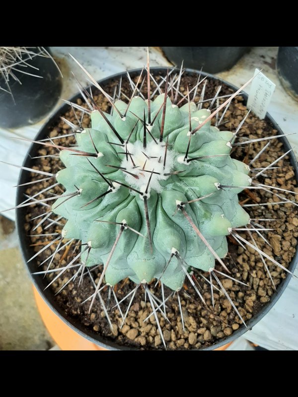 Thelocactus rinconensis SB 301