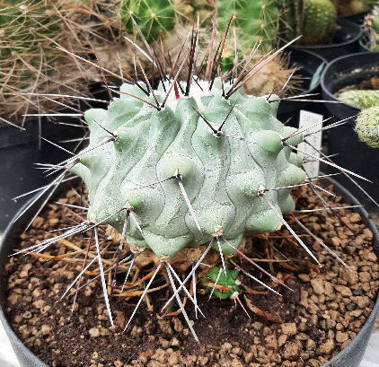 Thelocactus rinconensis SB 301