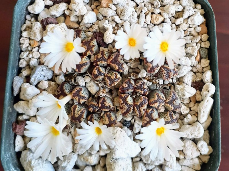 conophytum pellucidum v. terricolor