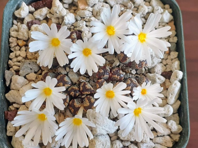 Conophytum pellucidum v. terricolor 