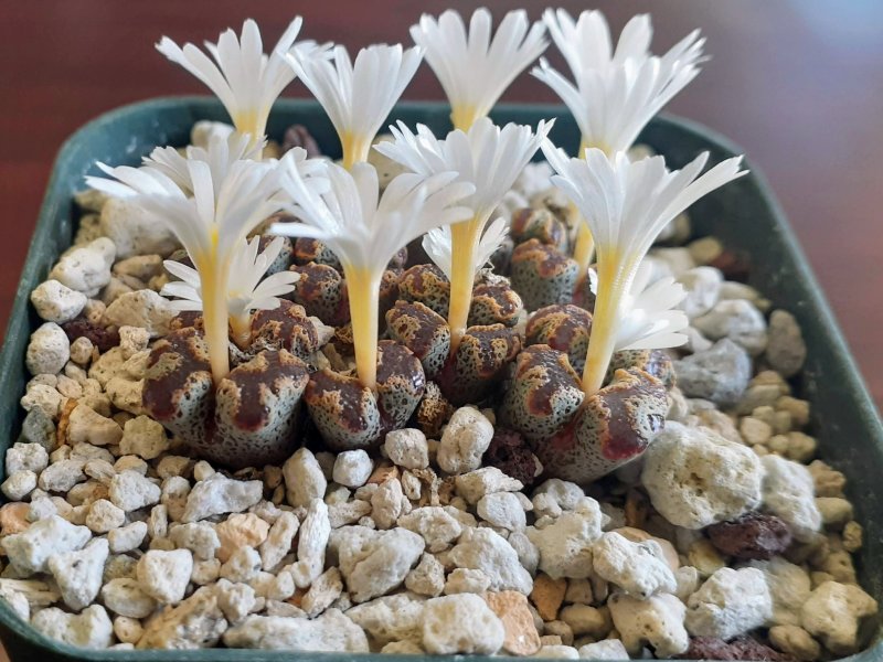 Conophytum pellucidum v. terricolor 