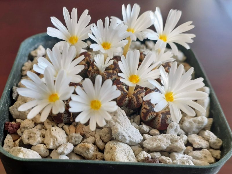 Conophytum pellucidum v. terricolor 