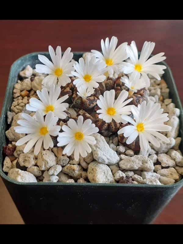 Conophytum pellucidum v. terricolor 