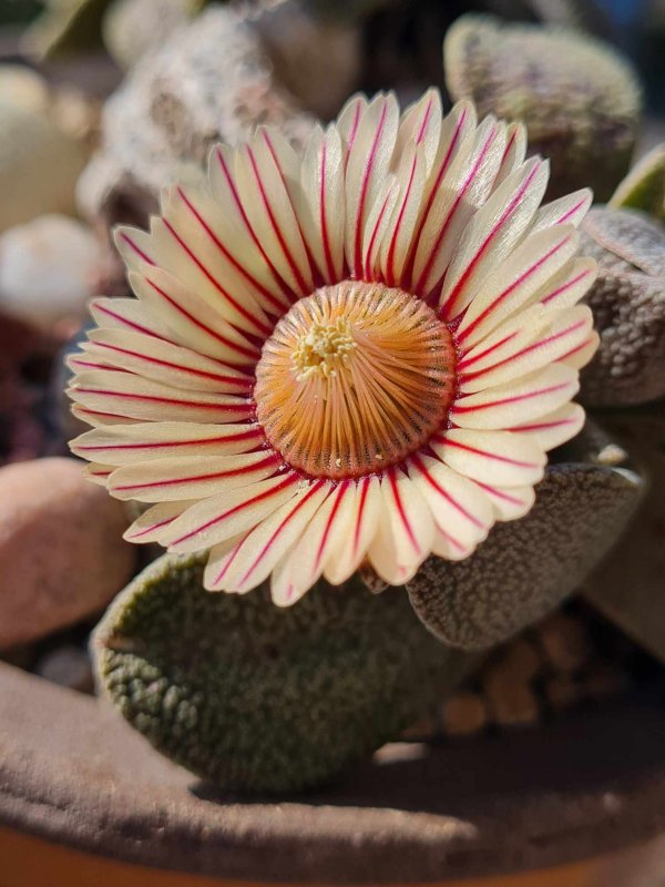 aloinopsis rubrolineata