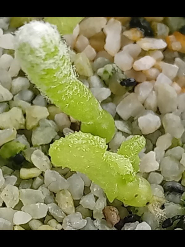 copiapoa laui
